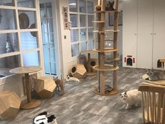 -楼上猫咖(罗湖店)