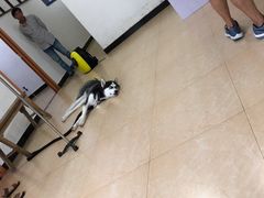 -灵美宠物诊所