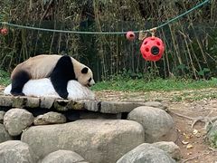 -广州长隆野生动物世界