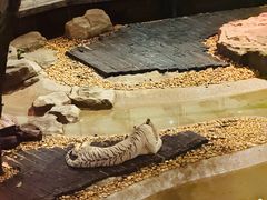 -麒麟中餐厅·经典粤菜·地道菜式老字号(广州长隆酒店)