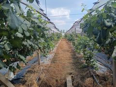 -马陆小张葡萄园农家乐