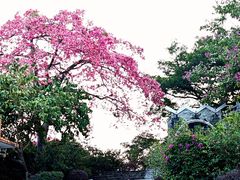 -风云岭森林公园