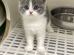 -lincat·猫舍(广州店)