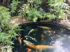 -Fern Forest Cafe