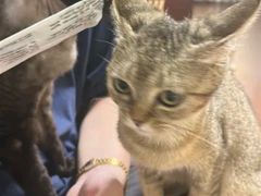 -楼上猫咖(罗湖店)
