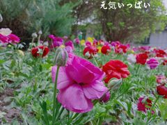 -大望京公园