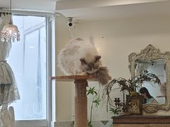 -共舞时光猫咖·狗咖(新街口店)
