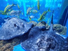 -成都浩海立方海洋公园