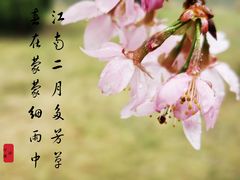 -顾村公园