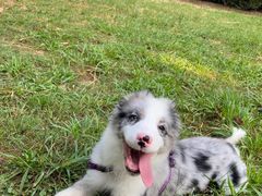 -翊宠yipet猫狗购宠庄园犬舍•猫舍