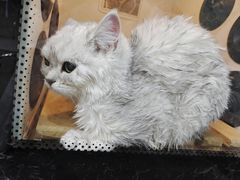 -暖阳宠物医院·犬猫康复中心·骨科