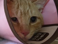 -御宝贝·A梦猫科宠物医院(国际猫友好医院)
