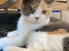 -藏猫猫咖啡主题馆(中央大道店)