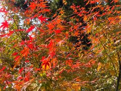 -重庆市江北嘴中央商务区中央公园