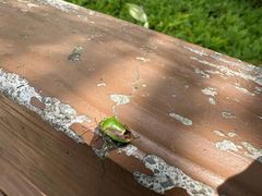 -铁山坪森林公园