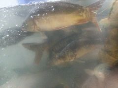-肥鱼屯活鱼锅(惠工街店)
