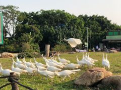 -广州长隆飞鸟乐园