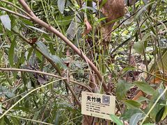 -呀路古热带植物园