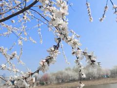 -塘沽森林公园