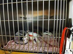 -宠颐生宠物医院·心肾内科·猫专科诊疗中心宠巢店