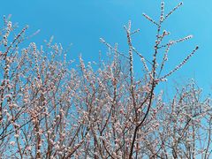 -桃花堤公园