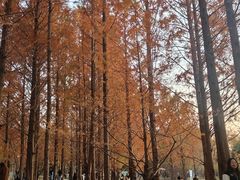 -朝阳公园游乐园