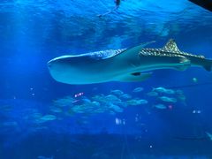 -烟台海昌鲸鲨海洋公园