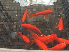 -上海千禧海鸥大酒店