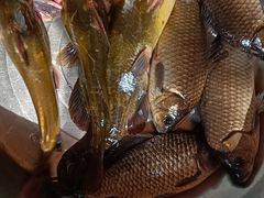 -夏家大锅台炖鱼馆