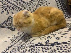 -平行世界·猫咖(首经贸店)