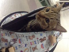 爱侣宠物医院(灵石路总店)-爱侣宠医·鹦鹉专科·小型哺乳类·异宠专科(灵石路店)