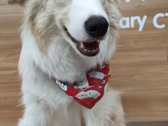 -爱侣宠医·鹦鹉专科·小型哺乳类·异宠专科(灵石路店)