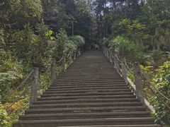 -铁山坪森林公园