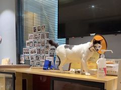 -御宝贝·A梦猫科宠物医院(国际猫友好医院)