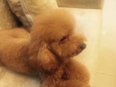 -瑞派动物医院·绝育·犬猫全科·预防医学(光景江南中店)