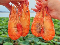 -七的湖·晚芳亭·阳澄湖农家菜·大闸蟹(莲花岛店)
