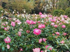 -人民公园(罗湖区)