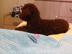 -沐沐家宠物(成寿寺店)