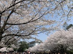 -武汉大学-樱园