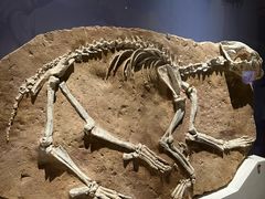 -国家自然博物馆