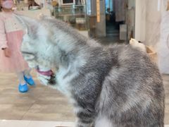 -楼上猫咖(罗湖店)