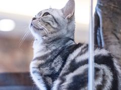 -more than meow吴止猫主题餐厅(承德 中船汇店)