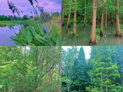 -桤木河湿地公园