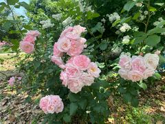 -鹅湖玫瑰文化园