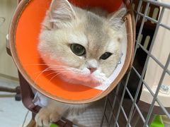 -乐派堂宠物医院·猫友好· 心脏科(东街店)