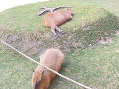 -鹿境梅花鹿生态园区