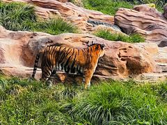 -北京野生动物园