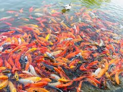 -常州花鸟园酒店(西太湖品牌优选店)