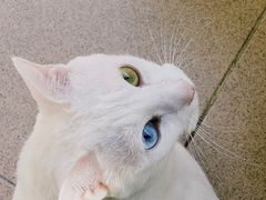 -CoCo都可(文化巷店)