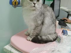 -半岛宠物医院24小时(科华中路店)